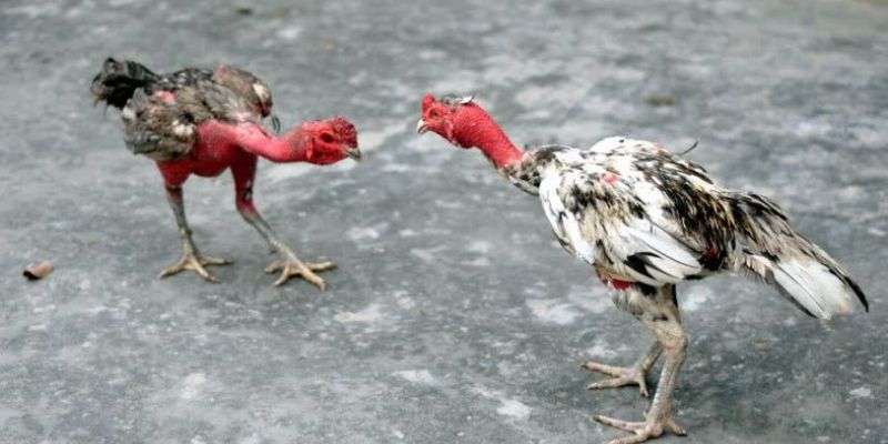 Tổng quan sơ lược về chọi gà nòi